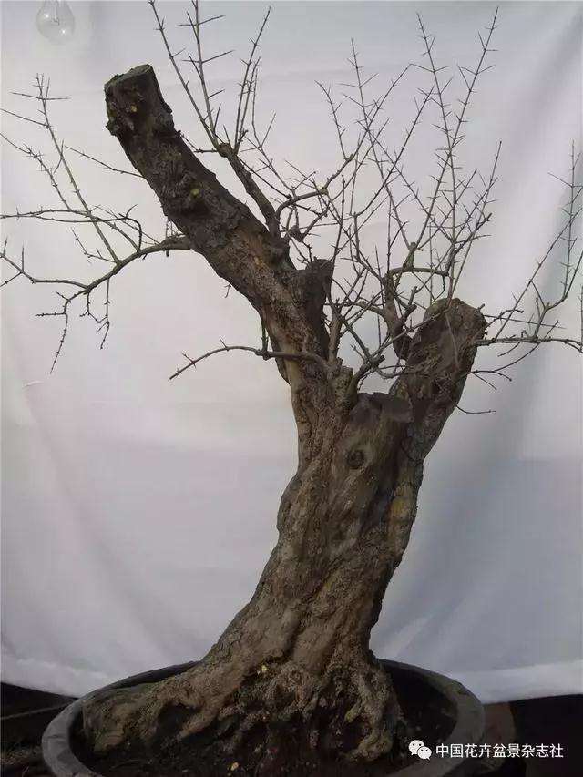 果木盆景怎么选材与创作