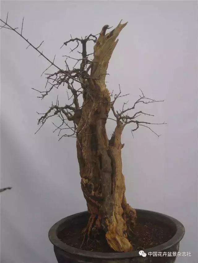 果木盆景怎么选材与创作