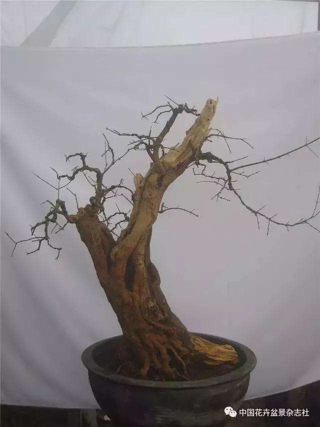 果木盆景怎么选材与创作