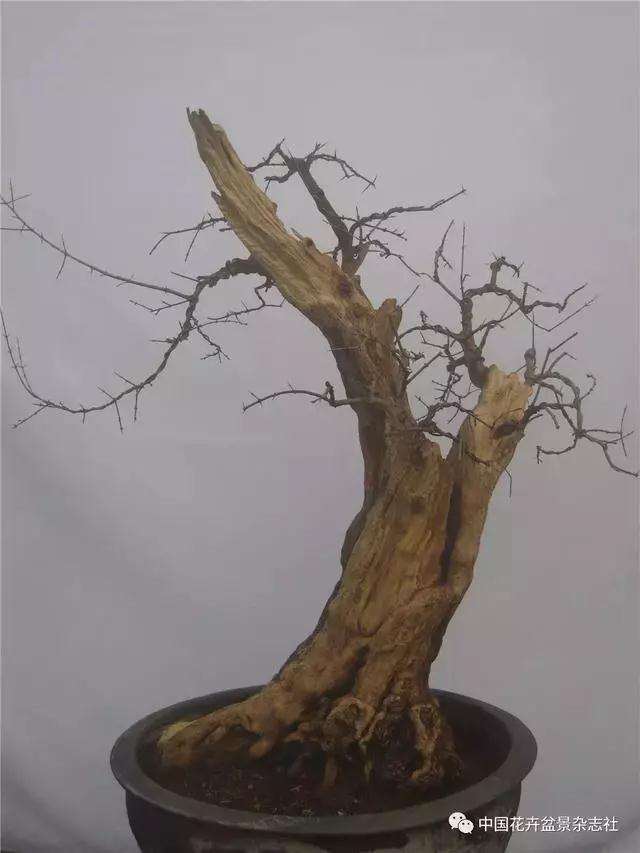 果木盆景怎么选材与创作