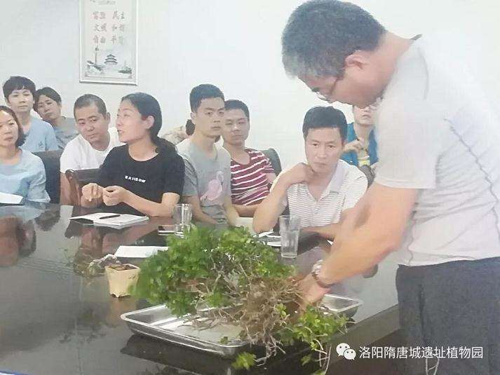 洛阳隋唐城遗址植物园举办盆景沙龙