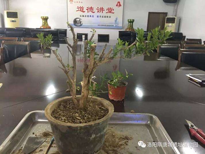 洛阳隋唐城遗址植物园举办盆景沙龙