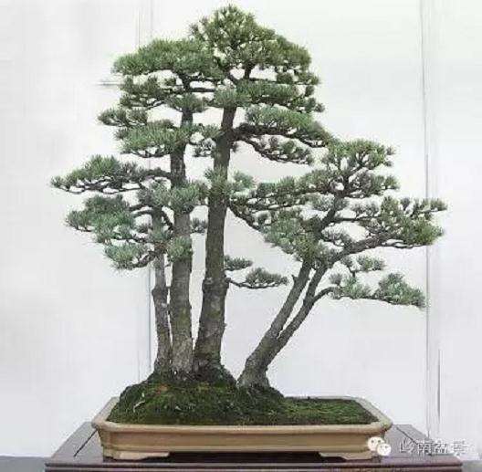 了解我国的盆景市场为何要看日本的市场呢