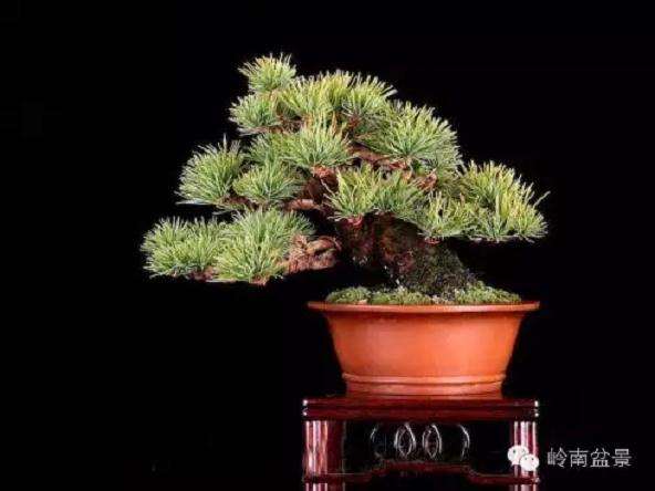 了解我国的盆景市场为何要看日本的市场呢