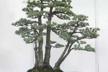 了解我国的盆景市场为何要看日本的市场呢