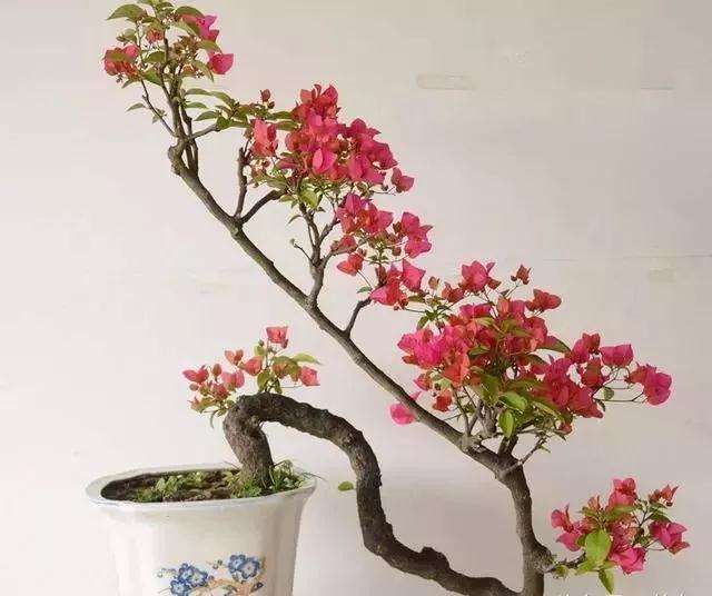 三角梅盆景最好蟠扎时间是几月