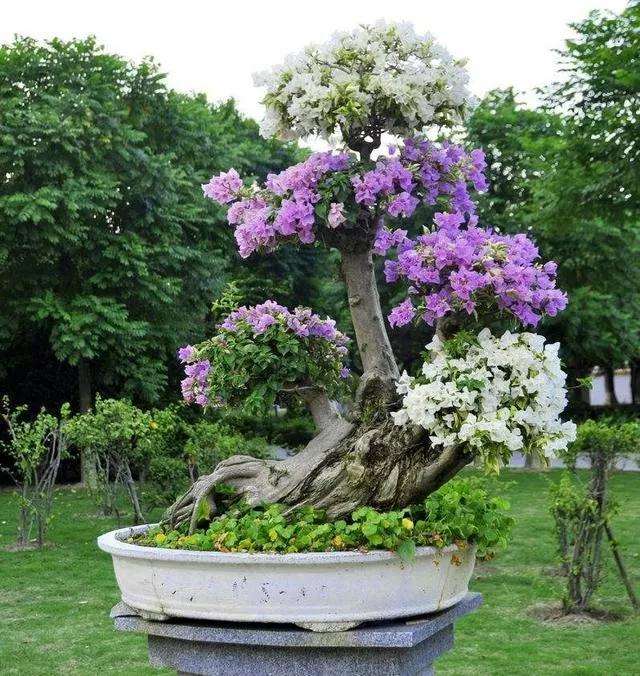 三角梅盆景最好蟠扎时间是几月