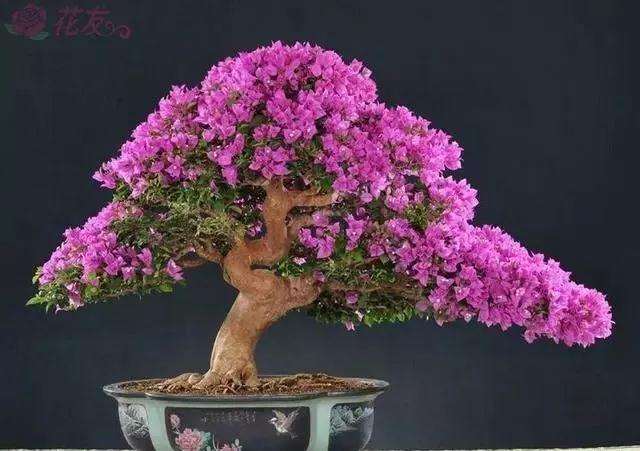 三角梅盆景最好蟠扎时间是几月