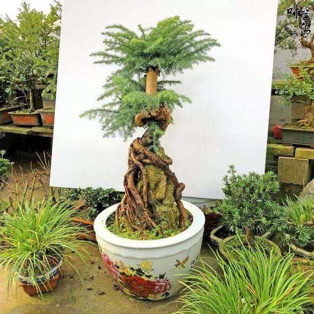 怎么造型盆景才可以避免犯错误