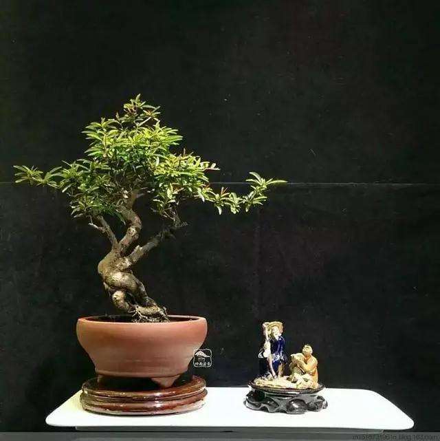 怎么造型盆景才可以避免犯错误