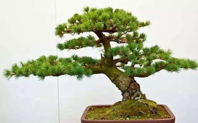 榕树盆景是怎么嫁接出来的