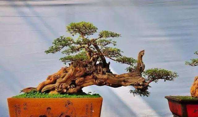 榕树盆景是怎么嫁接出来的