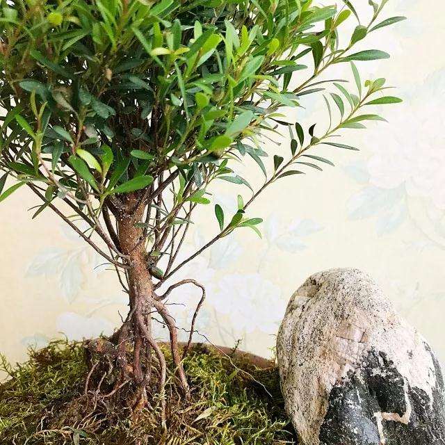 图解 赤楠盆景《树下》的制作过程