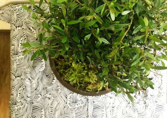 图解 赤楠盆景《树下》的制作过程