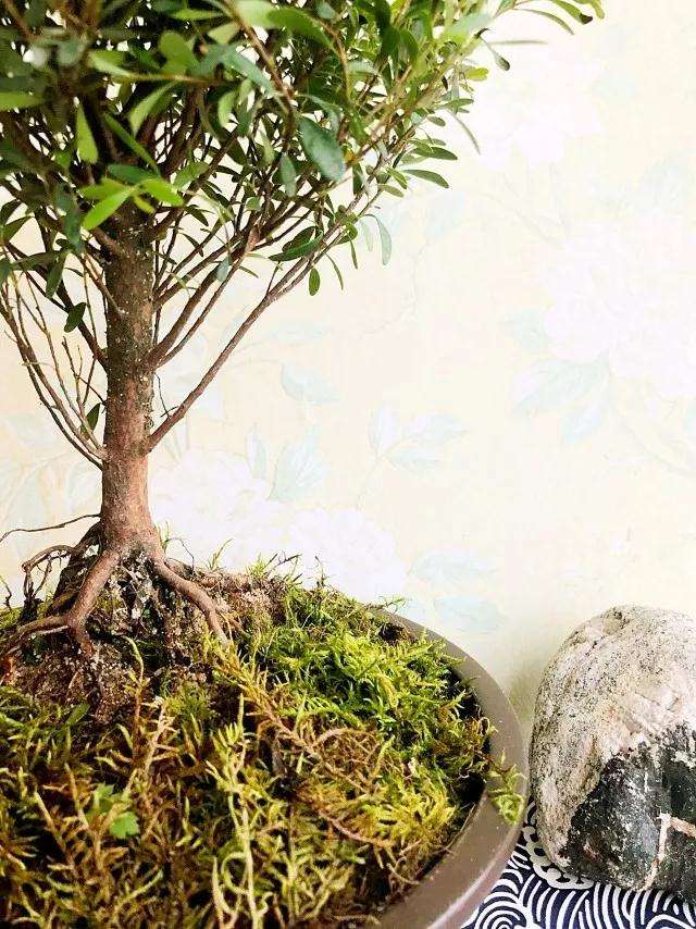 图解 赤楠盆景《树下》的制作过程