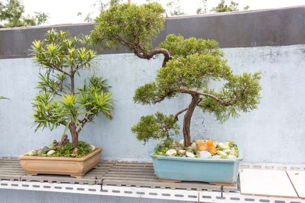 罗汉松盆景怎么养护的方法