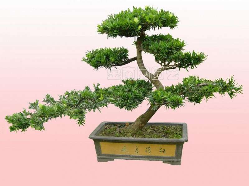 罗汉松盆景怎么养护的方法