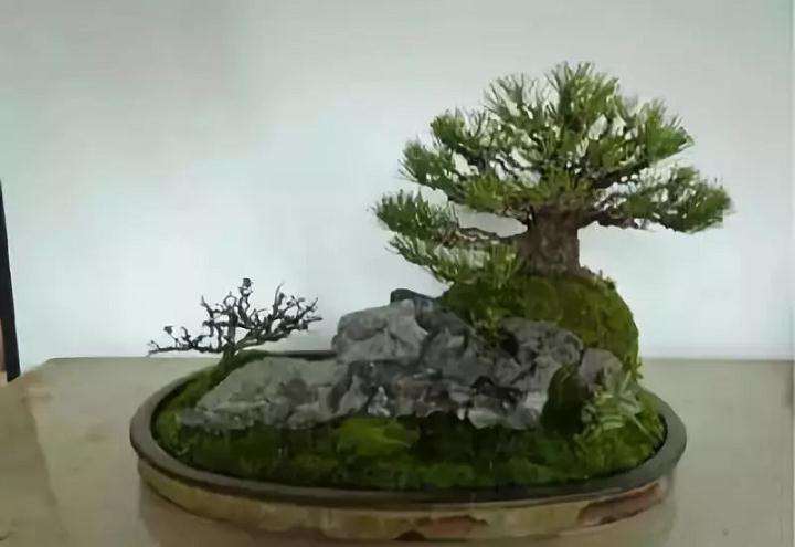 那些树木适合制作附石盆景呢