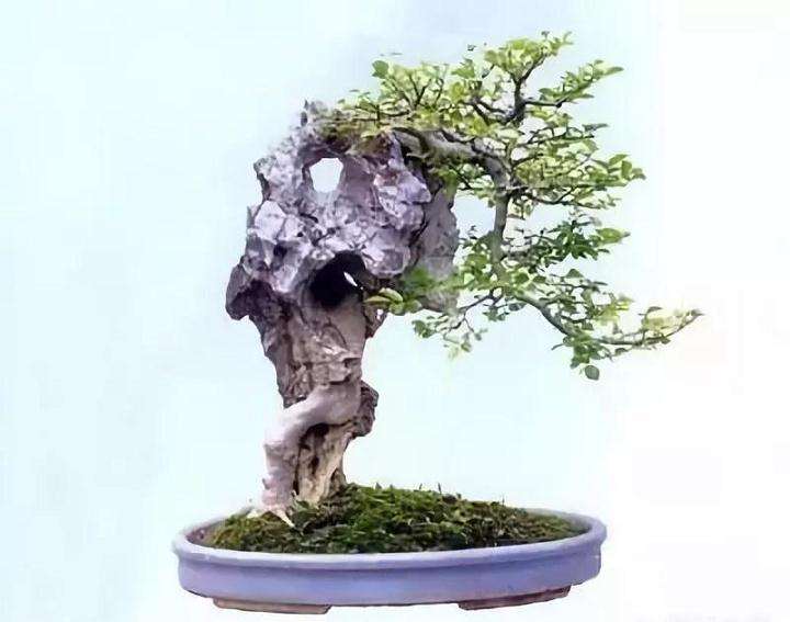 那些树木适合制作附石盆景呢