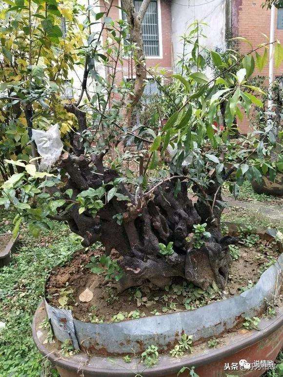 盆景根系怎么养护的3个方法