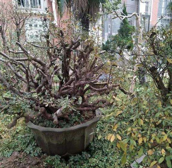 盆景根系怎么养护的3个方法