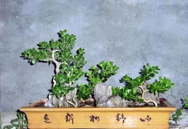 家中养什么盆景最好