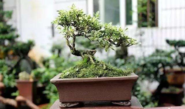 家中养什么盆景最好
