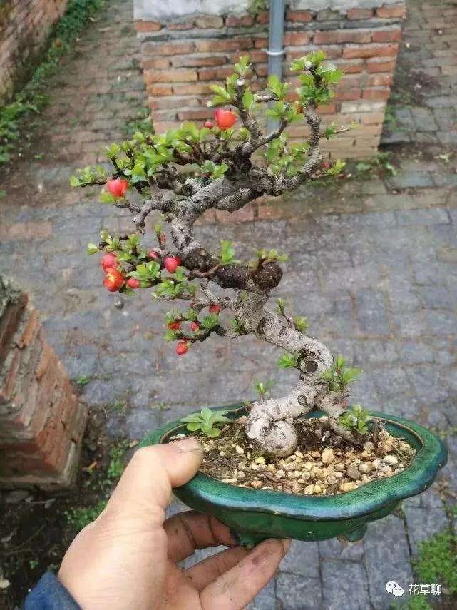 图解 怎么用金属丝给盆景树干定型