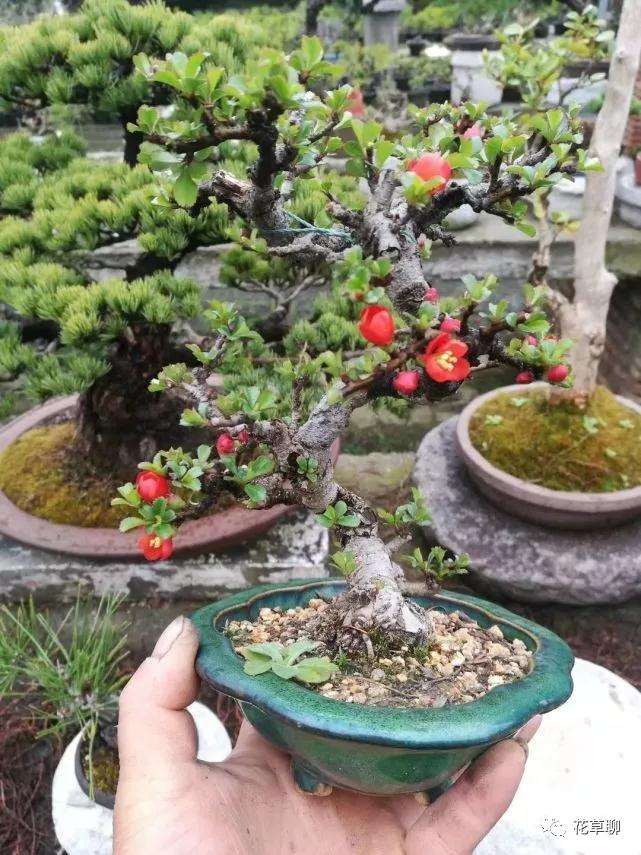 图解 怎么用金属丝给盆景树干定型