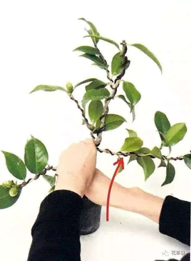 图解 怎么用金属丝给盆景树干定型