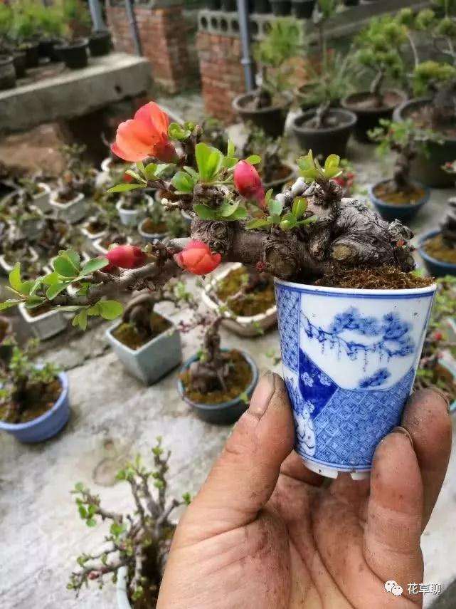 图解 怎么用金属丝给盆景树干定型