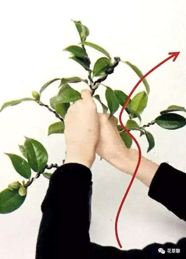 图解 怎么用金属丝给盆景树干定型