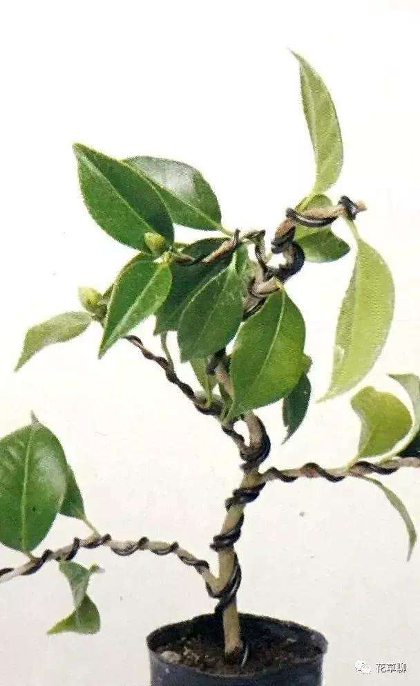 图解 怎么用金属丝给盆景树干定型