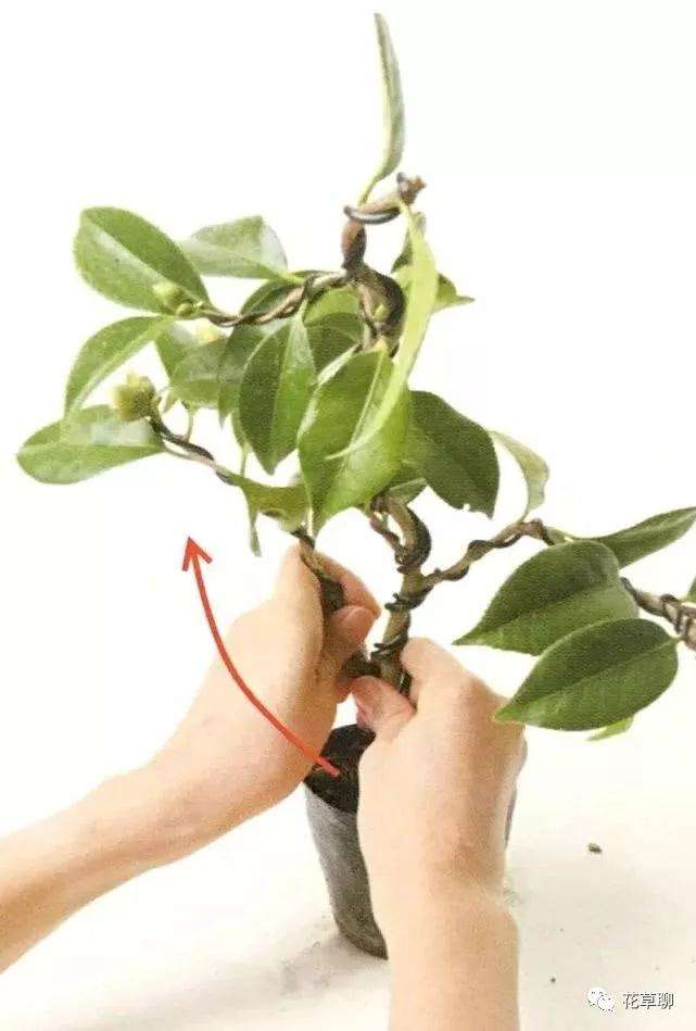 图解 怎么用金属丝给盆景树干定型