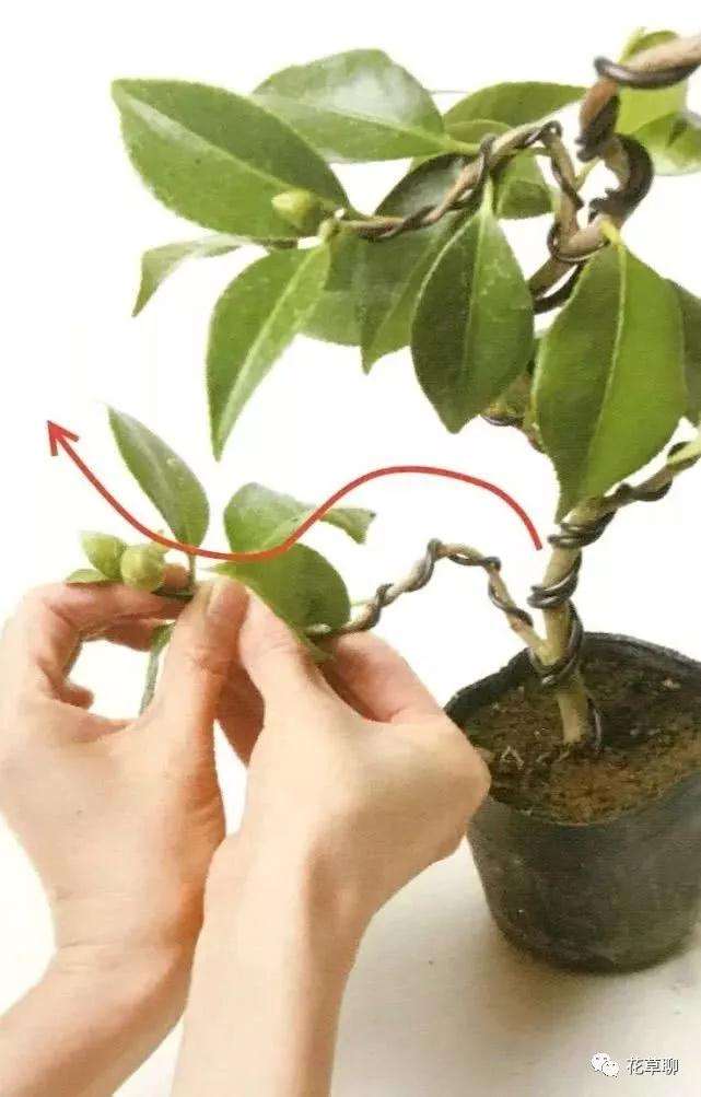 图解 怎么用金属丝给盆景树干定型