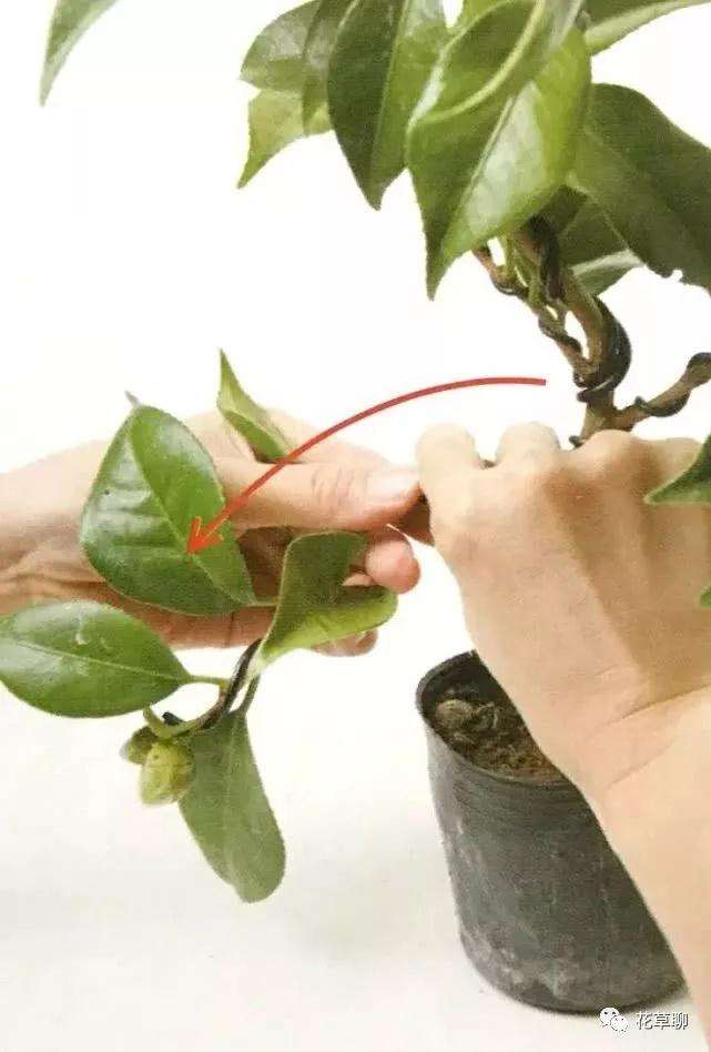 图解 怎么用金属丝给盆景树干定型