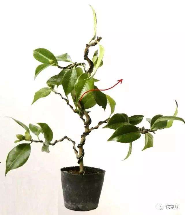 图解 怎么用金属丝给盆景树干定型