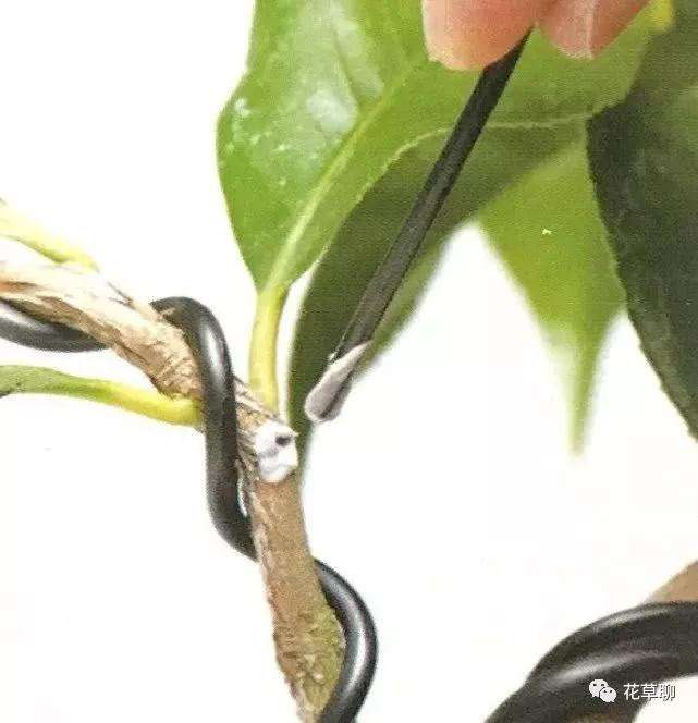 图解 怎么用金属丝给盆景树干定型