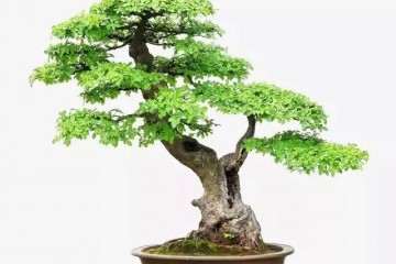 榆树盆景在夏天怎么浇水的方法