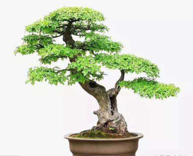 养护盆景怎么嫁接接根的方法