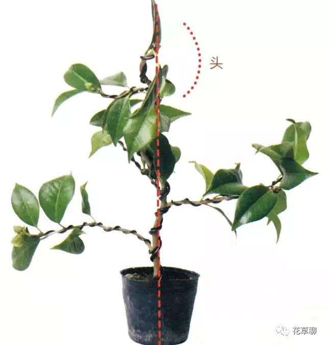 养护盆景怎么嫁接接根的方法