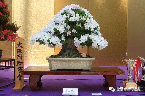 养护盆景怎么施肥基础教程