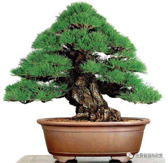 养护盆景怎么施肥基础教程