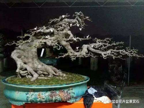 遵义2019国际盆景赏石大会作品揭晓