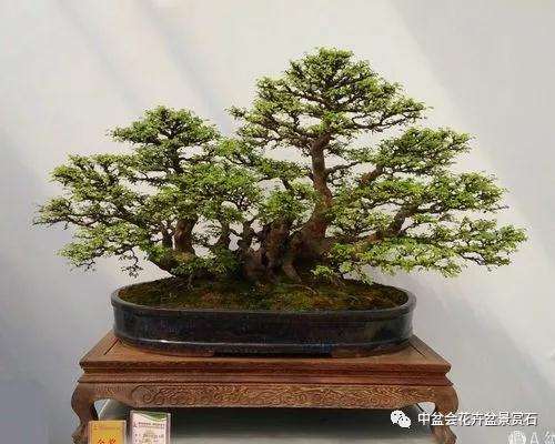 遵义2019国际盆景赏石大会作品揭晓