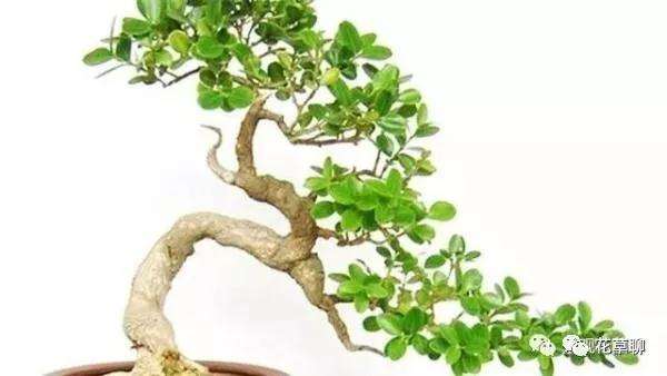 瓜子黄杨盆景在秋季和夏季怎么进行蟠扎