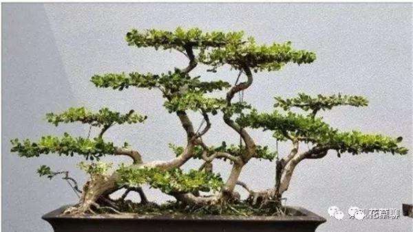 瓜子黄杨盆景在秋季和夏季怎么进行蟠扎