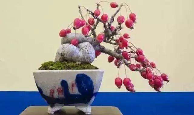 盆景怎么修剪养护的4个技巧