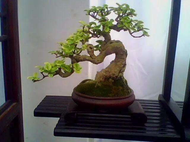 如何防止盆景盆花叶子发黄的方法