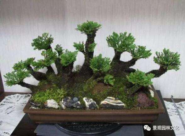 卷柏盆景怎么修剪造型的方法 图片